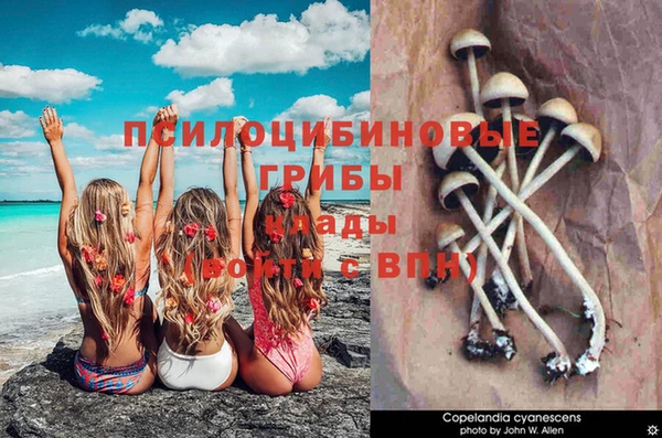 стаф Алексин
